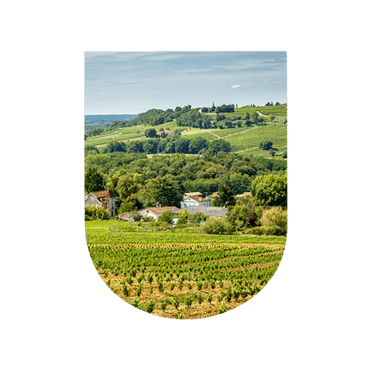 Sauternes: nectar of gold and delicacy wines